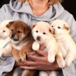 beagles for sale