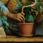 potting plants